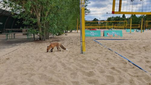 Beach 61